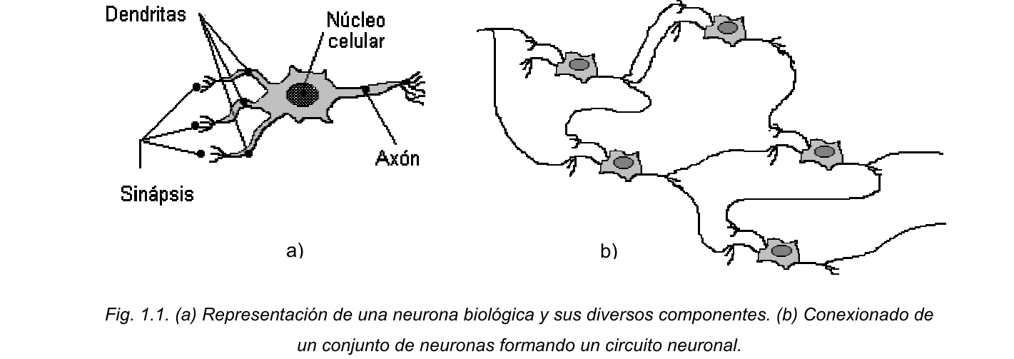 Esquema de una neurona biológica con dendritas, núcleo y axón, y de un circuito formado por varias neuronas conectadas