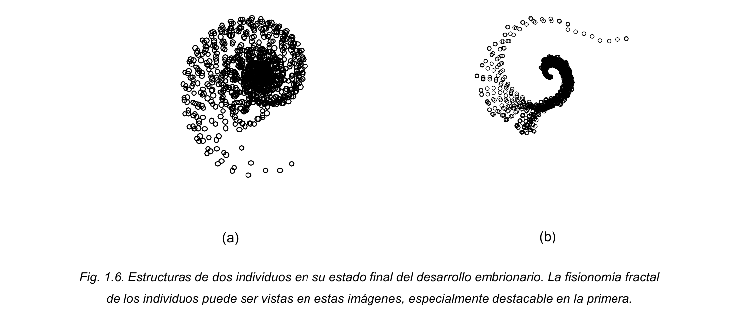 Dos estructuras con forma de espiral, resultado del desarrollo embrionario de dos genomas distintos, mostrando su naturaleza fractal